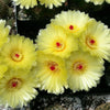 Notocactus or Parodia scopa