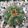 Gymnocalycium vatteri paucispinum