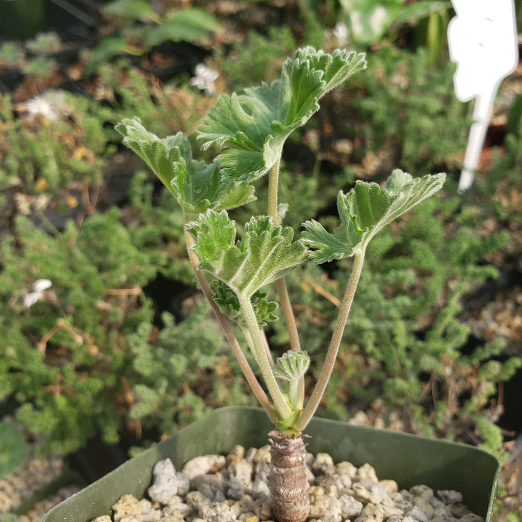 Pelargonium crassicaule