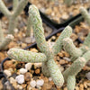 Cylindropuntia ramosissima