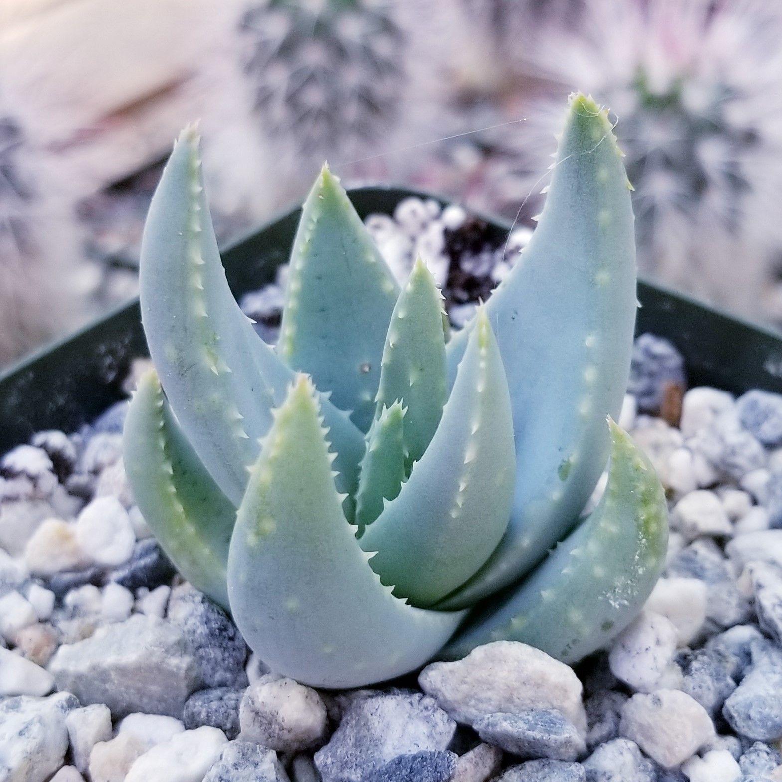 Aloe krapohliana