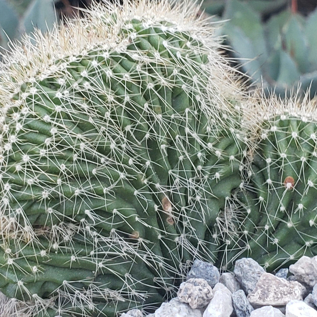 Neobuxbaumia polylopha cristata