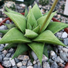 Haworthia rigida