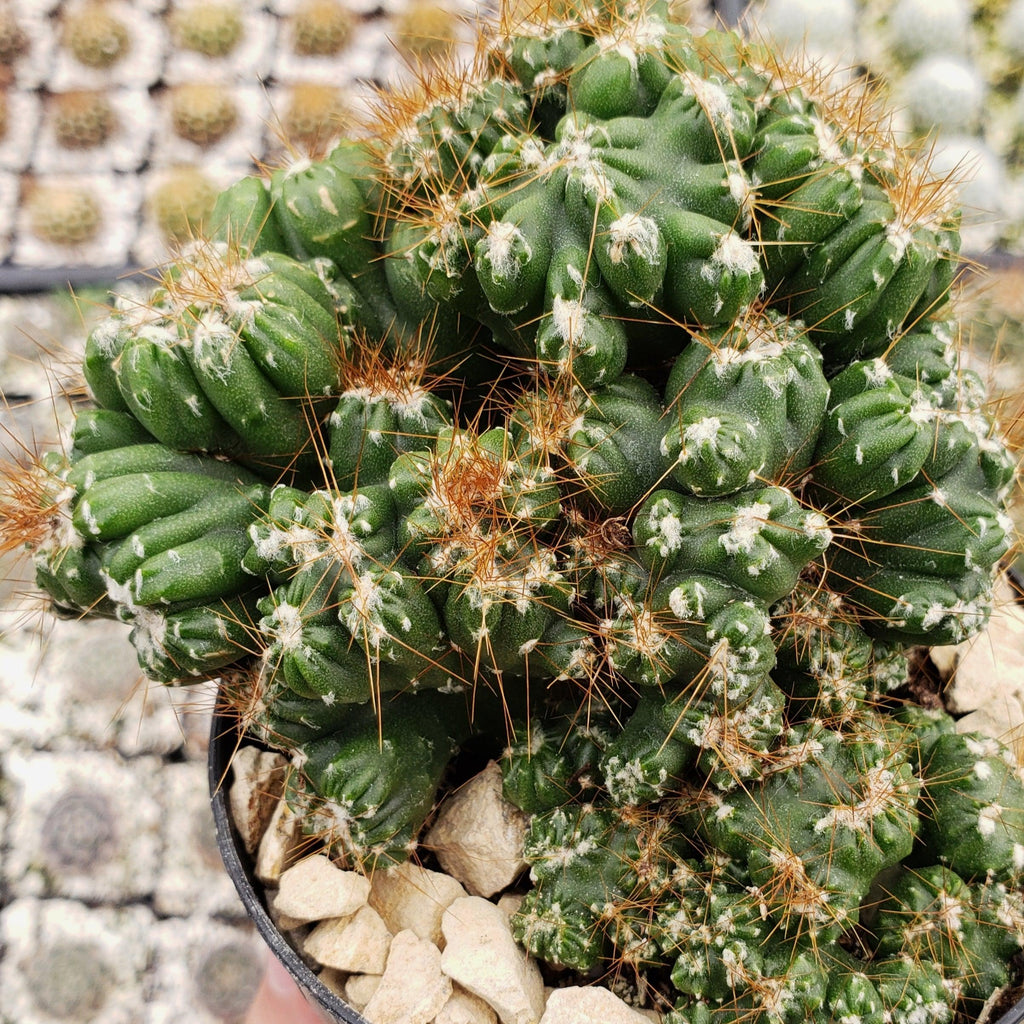 Cereus peruvianus monstrose &