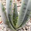 Aloe claviflora