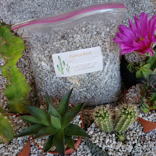 limestone cactus soil 2 Quarts 1/4 Pumice Rock Horticultural Cactus Succulent Bonsai Amendme –  Planet Desert