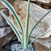 Dianella tasmanica variegata