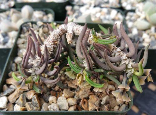 Euphorbia cilindrifolia tuberifera