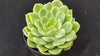 Echeveria lime n chile