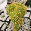 Opuntia microdasys monstrose