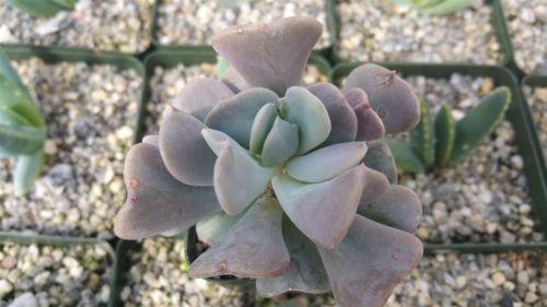 Echeveria cubic frost