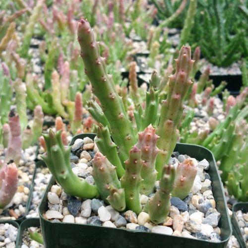 succulent with star shaped flower Stapelia orbea variegata star fish plant 4" Pot