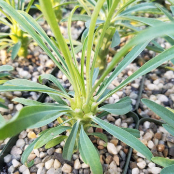 succulent with one long stem Buy Euphorbia Pubiglans | Compact Succulent Herb