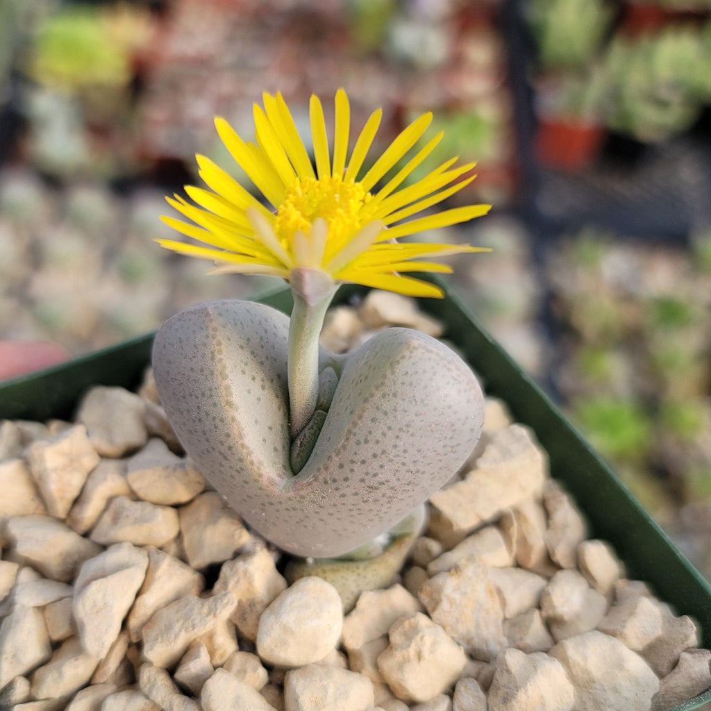 Dinteranthus microspermus puberulus