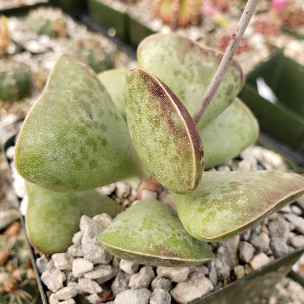 Adromischus triflorus &