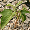 Adenia Volkensii