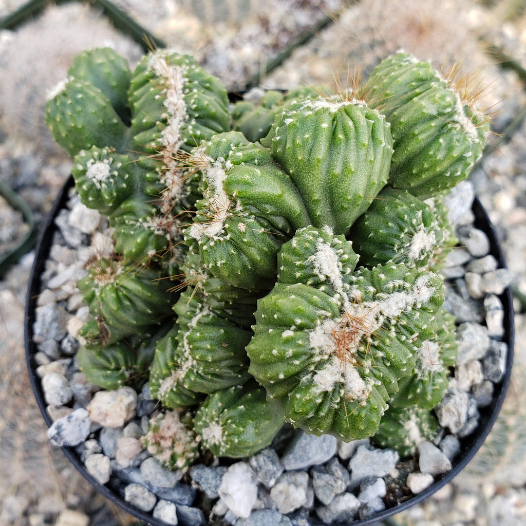 Cereus forbesii crest monstrose Ming Thing