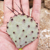 Opuntia macrocentra cutting