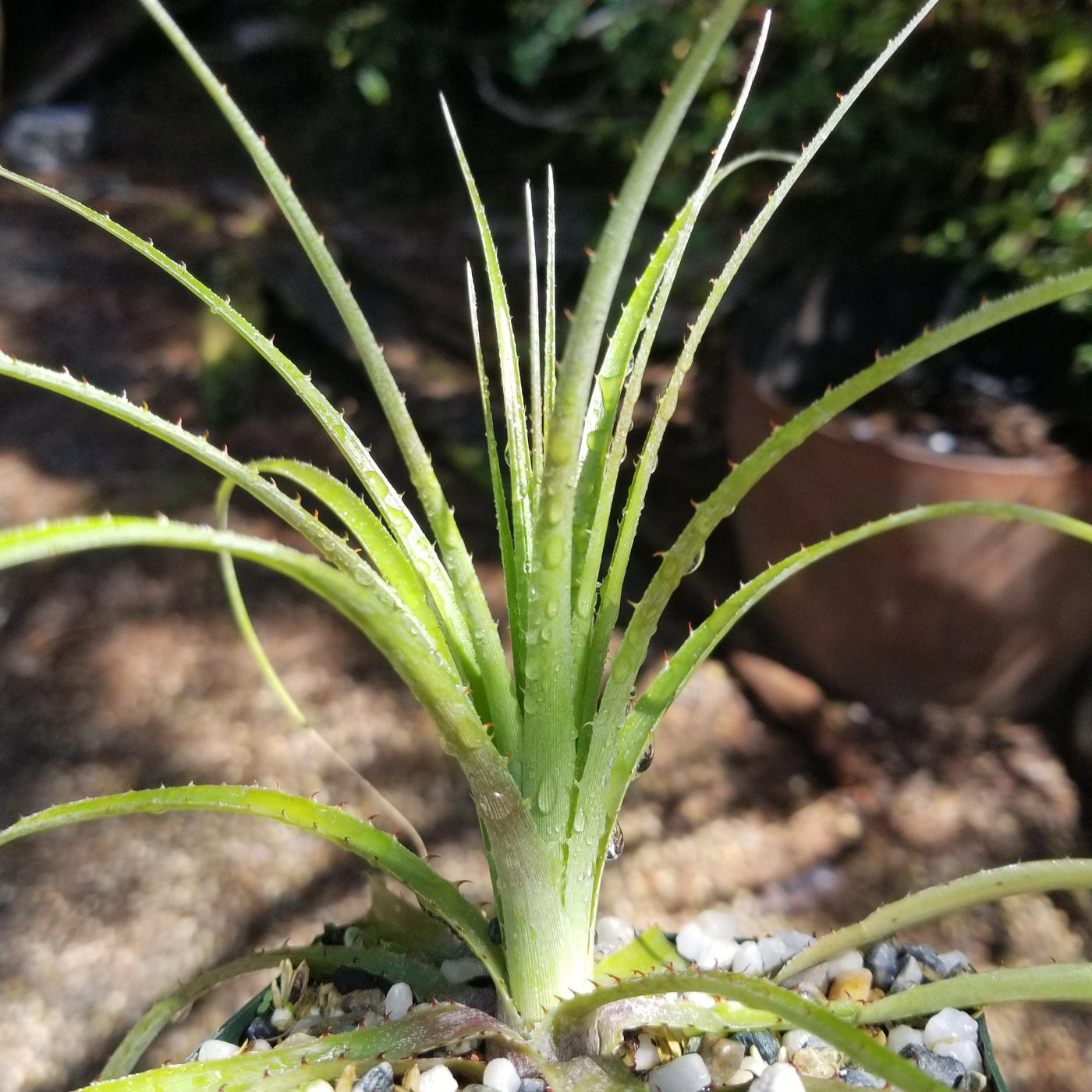 Puya mirabilis