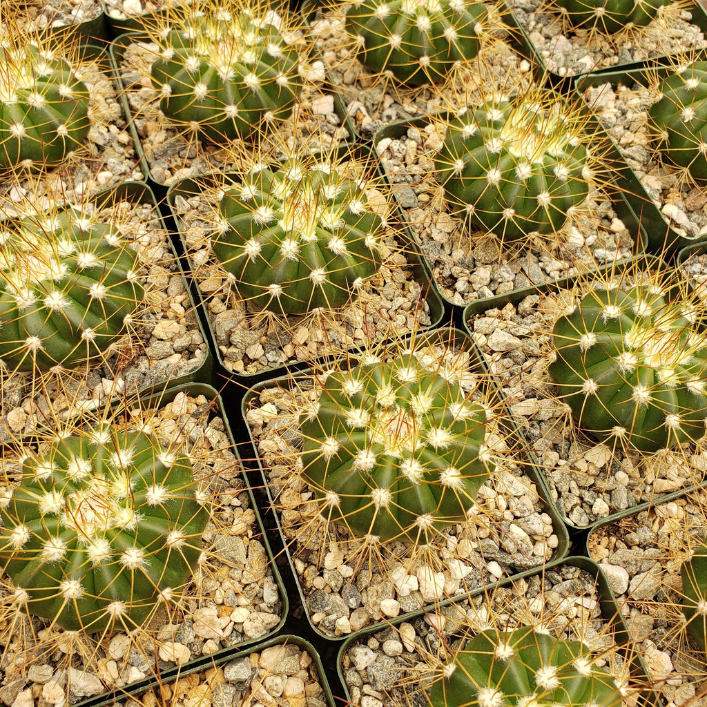 Buiningia brevicylindrica var. longispina