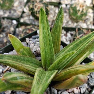 Gasteraloe variegata