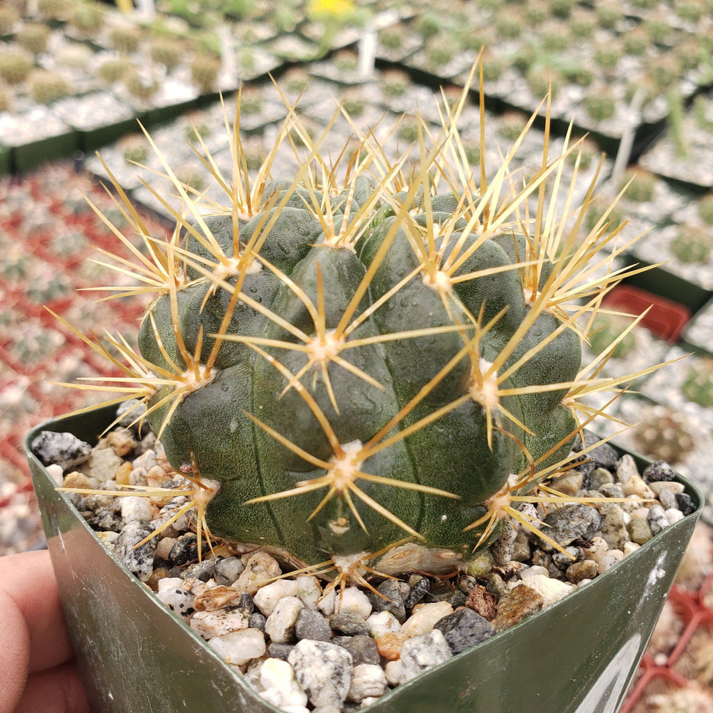 Lobivia Echinopsis maximiliana charazanensis