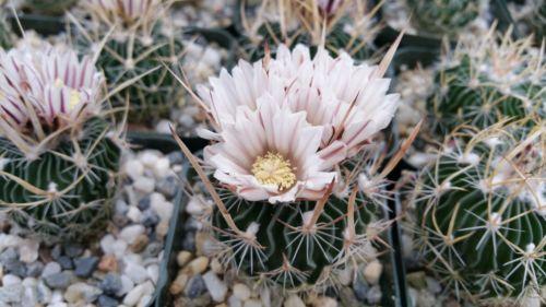 Echinofossulocactus palmillas brain plant