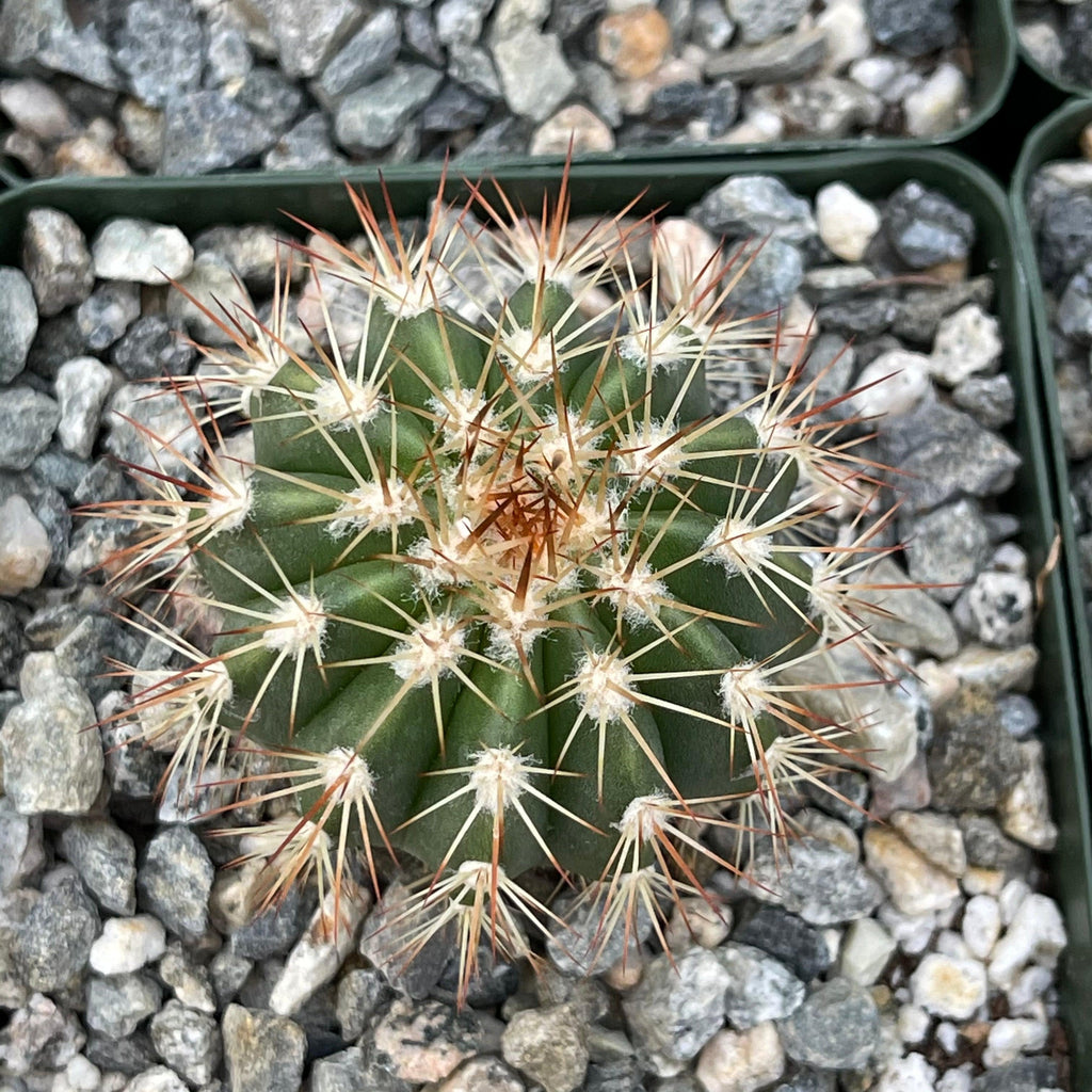 Melocactus guitartii