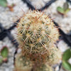 Mammillaria elongata ‘Pink Nymph’