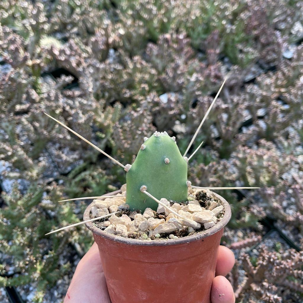 Opuntia quimilo pad cutting