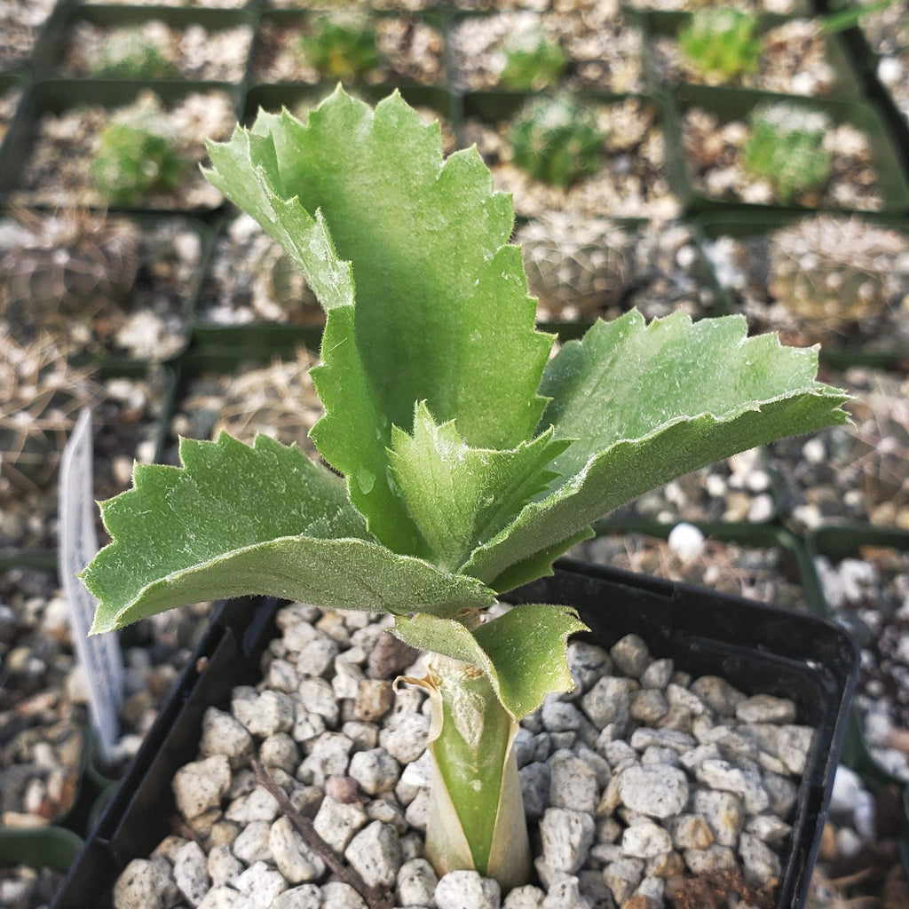 Cyphostema seitzianum