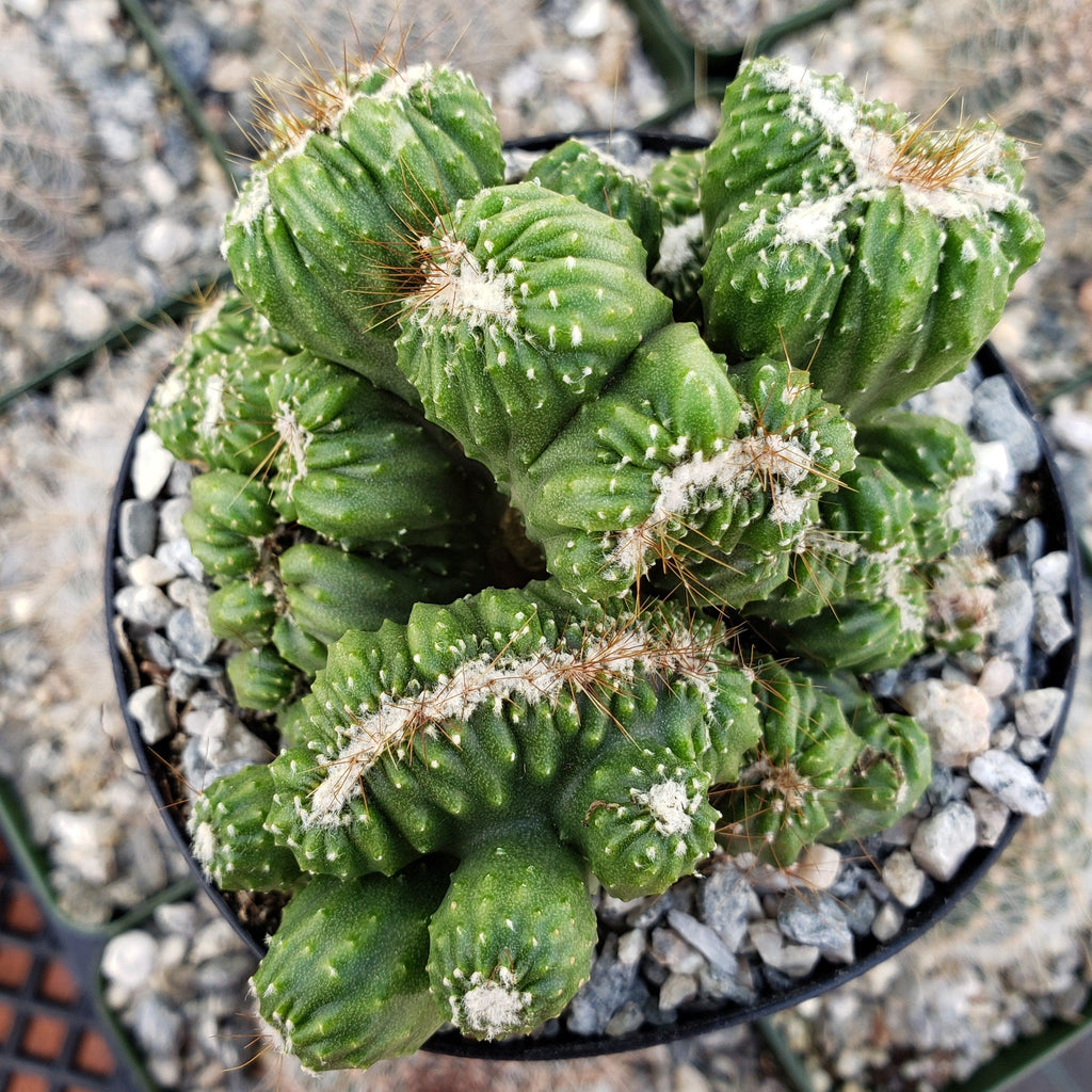 Cereus forbesii crest monstrose Ming Thing