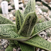 Gasteria Little Warty