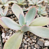 Echeveria cante