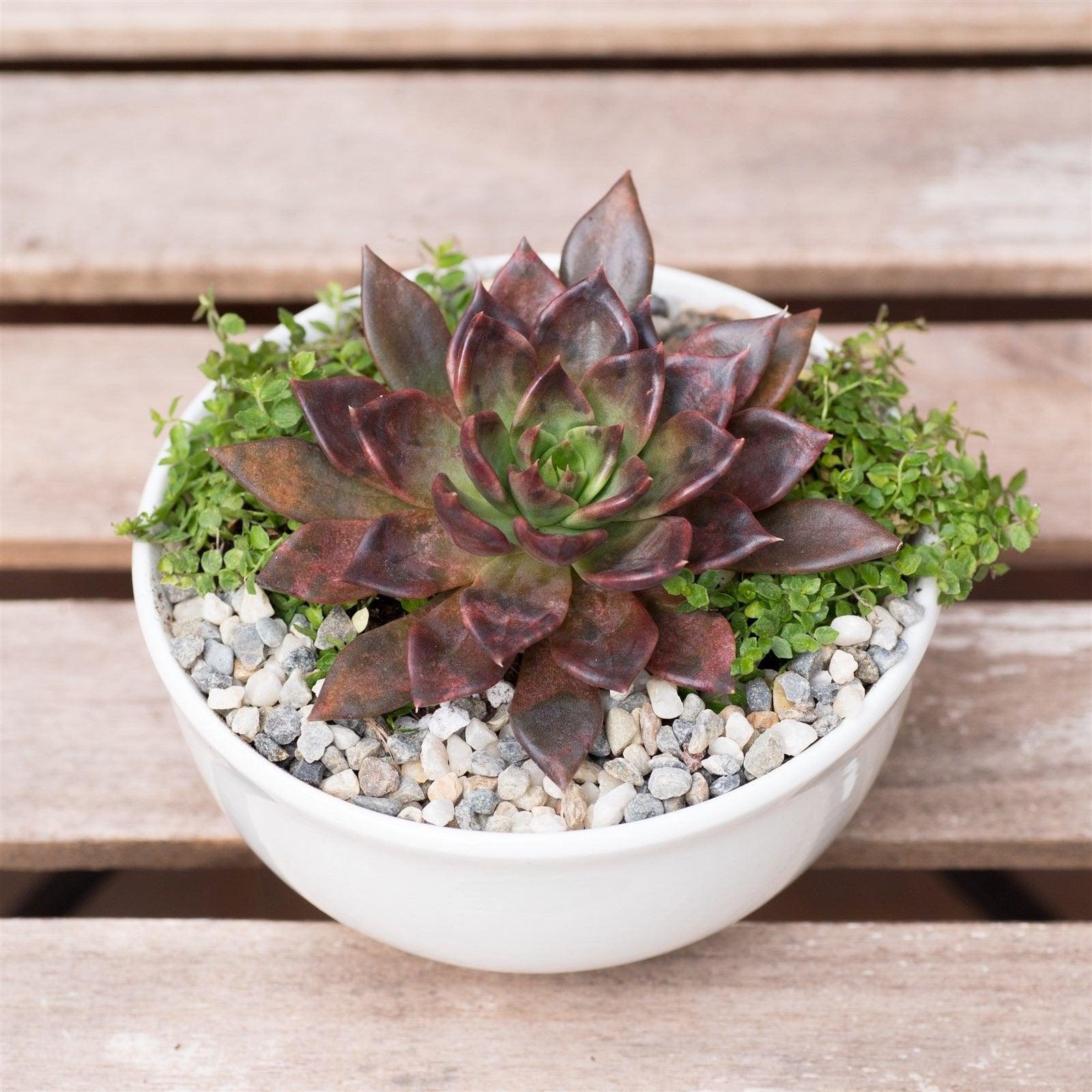 Echeveria black prince DIY kit