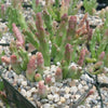 Stapelia orbea variegata star fish plant