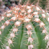 Close-up of Notocactus arachnites with vertical ridges and clusters of sharp reddish-brown and white spines on fuzzy areoles, blurred background.