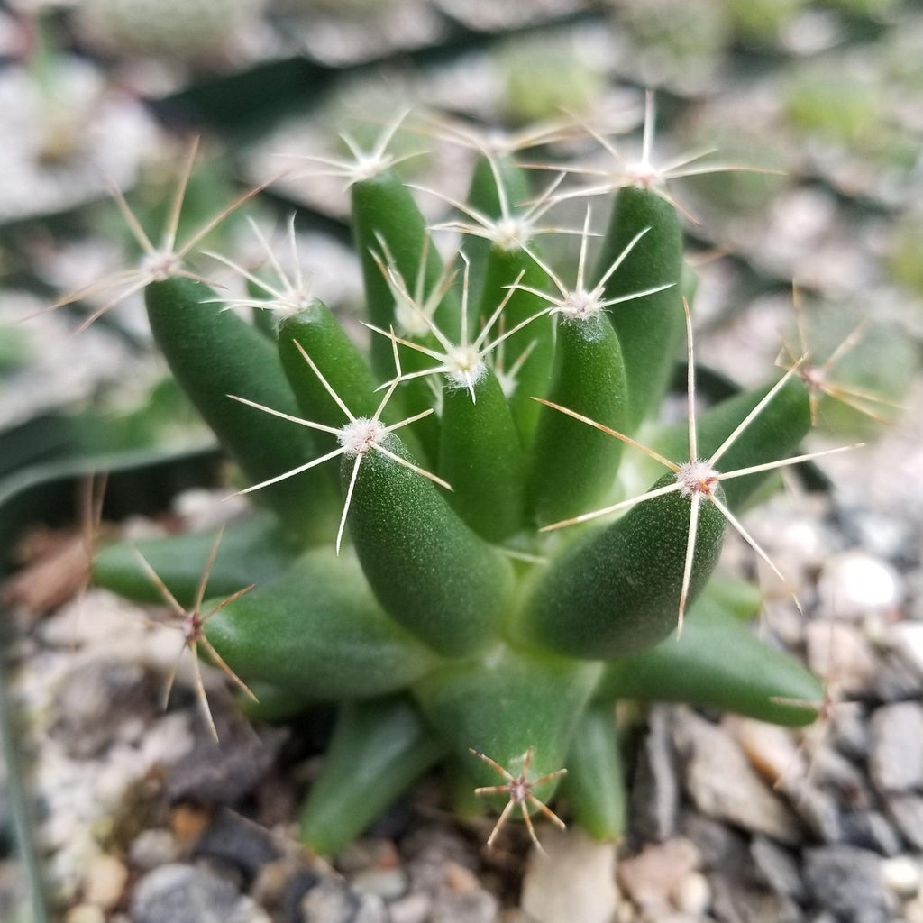 Mammillaria uberiformis