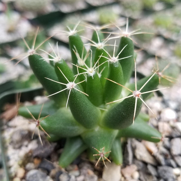 Mammillaria uberiformis – Planet Desert