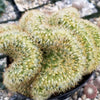 Brain Cactus - Mammillaria Elongata Cristata