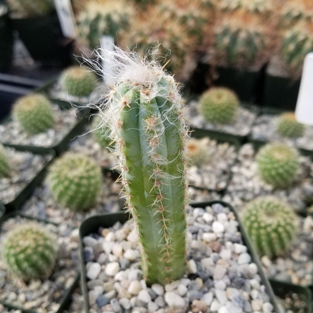 Pilosocereus cephalocereus palmeri
