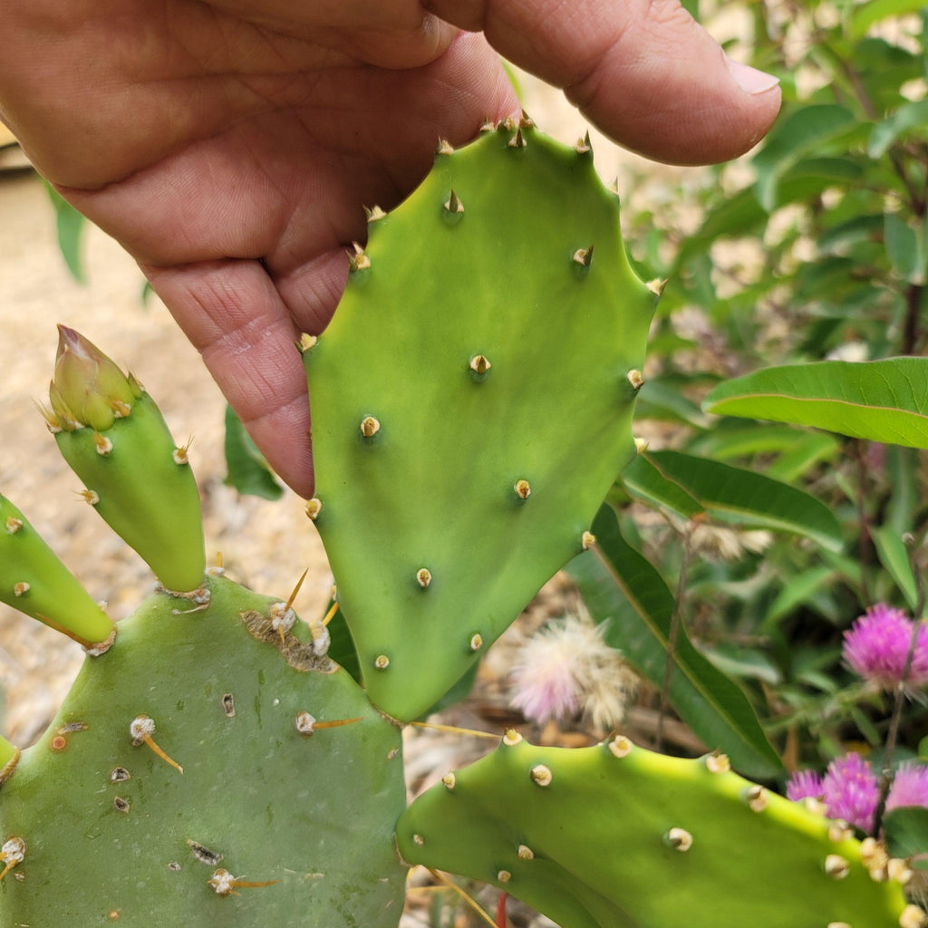 Opuntia Desert Ace Pad