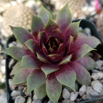 fleshy leaved succulent crossword clue Sempervivum 'Ruby Heart' Hens and Chicks