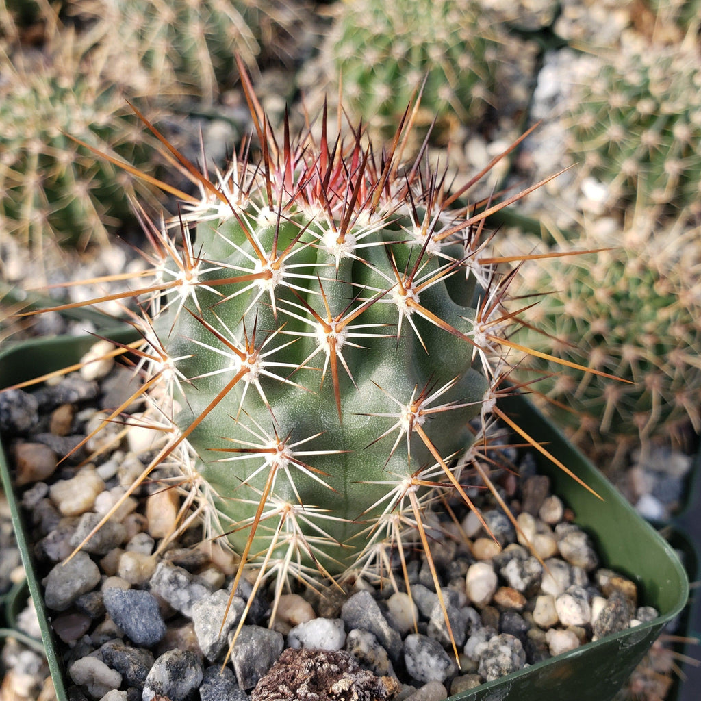 Echinocereus ferreirianus