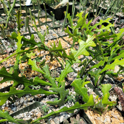 Selenicereus anthonyanus Fishbone Cactus Cutting