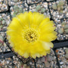 Acanthocalycium glaucum