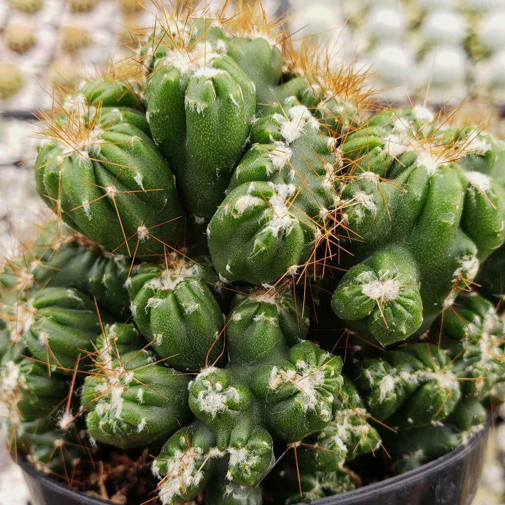 Cereus peruvianus monstrose &