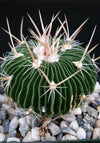 Stenocactus multicostatus "Brain Cactus"