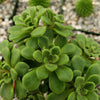 aeonium bethencourtianum