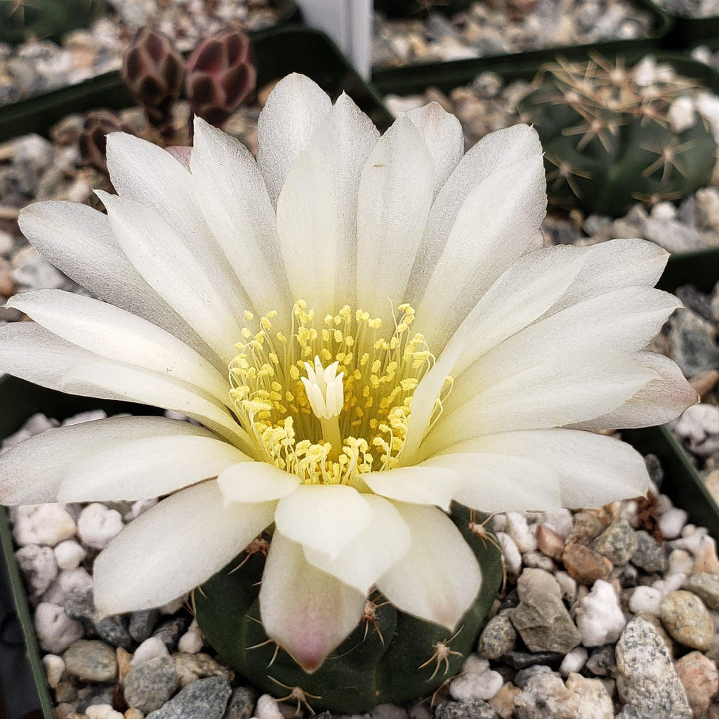 Gymnocalycium schatzlianum mackieanus